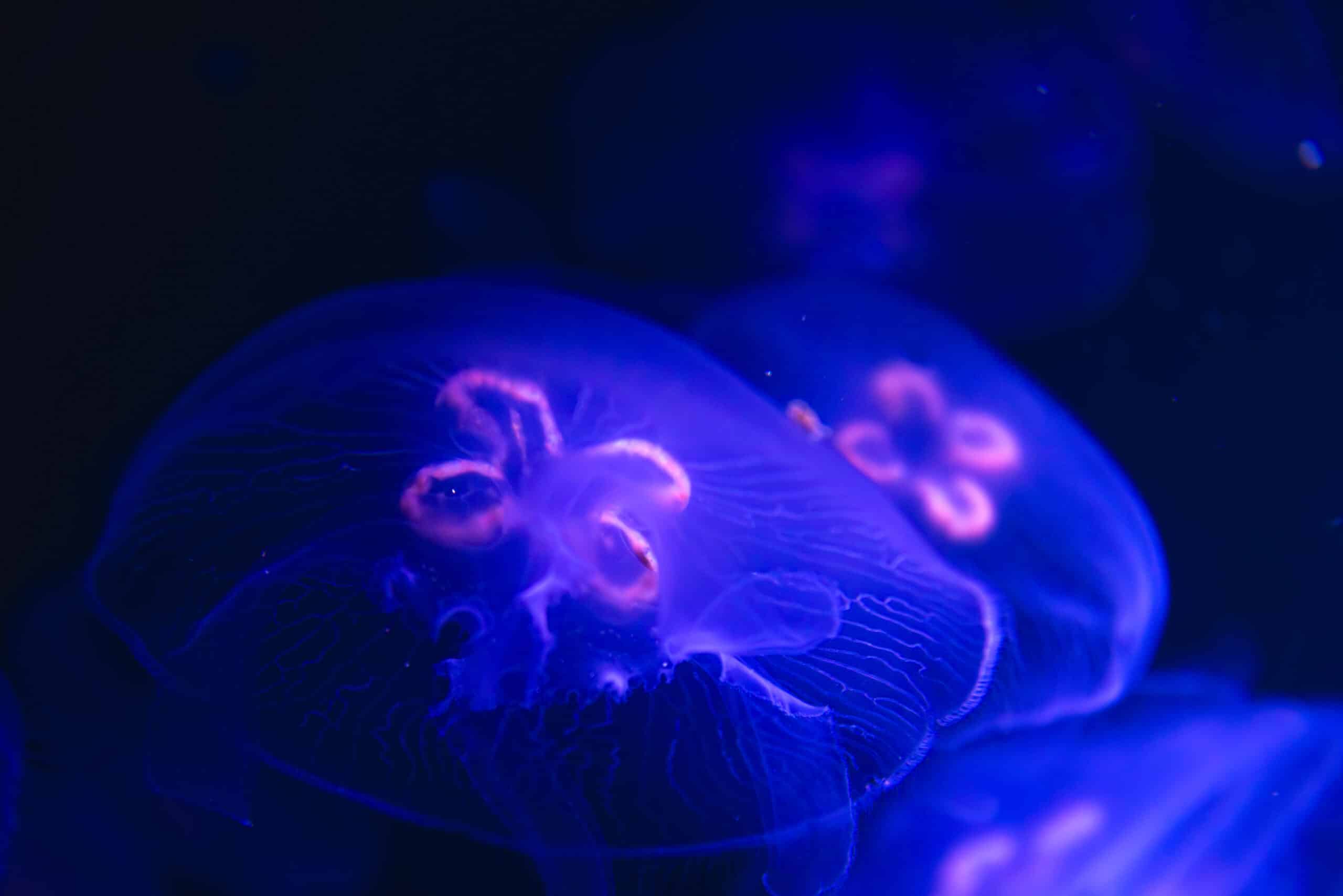 The History of Jellyfin: How an Emby Fork Became Self-Hosting’s Favorite Media Server